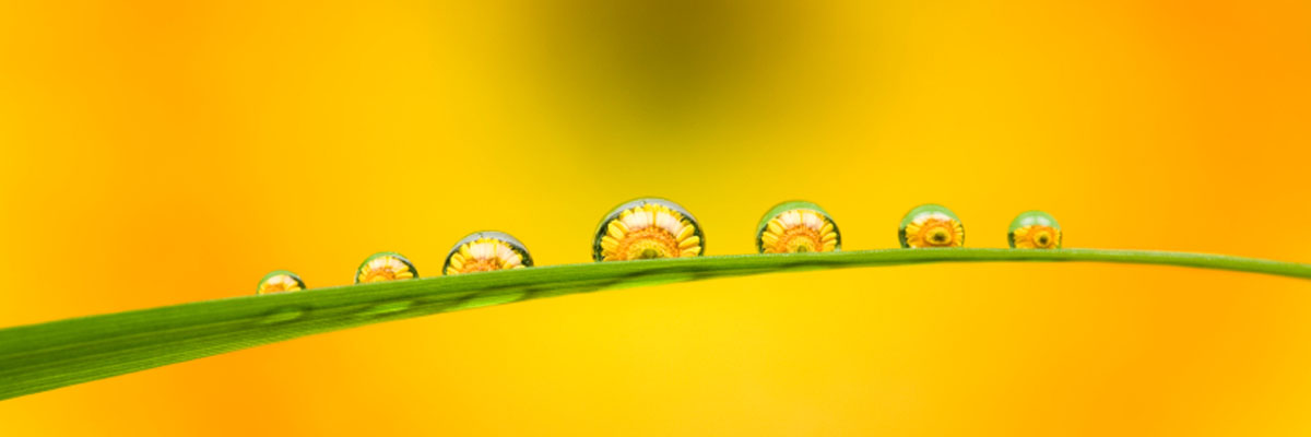 flower-waterdrops-grass1200PPI