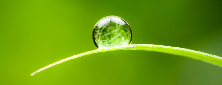 water-drop-grass