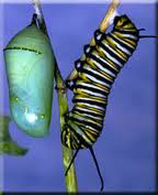 Pupa