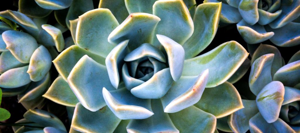 Breathing. Our breath is our pranic skeleton. It carries a unique intelligence, consciousness and life force.