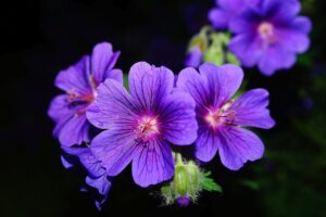 Learn how to create a relationship with your own garden.