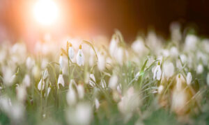 Choosing Light
